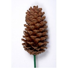 LOBLOLLY PINE CONES  3"-4" NATURAL BULK